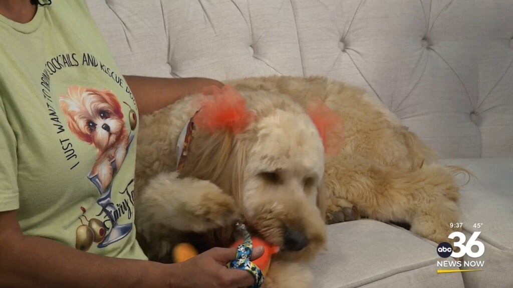 Fairy Tales' Crystal Scearce Introduces One Year Old Labradoodle Mandy