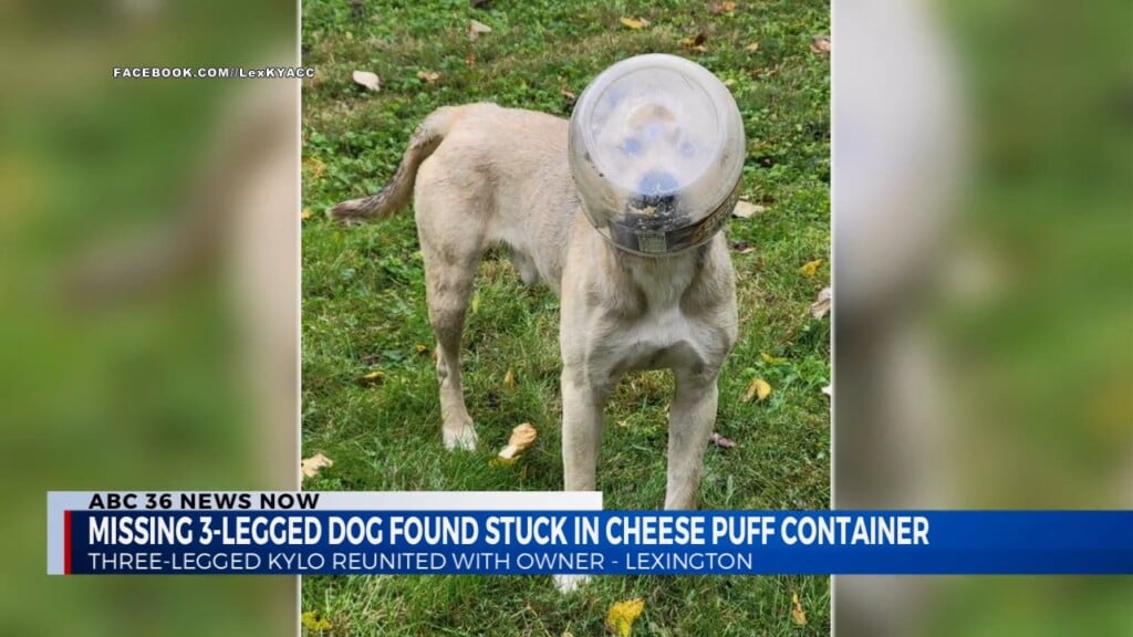 Three Legged Missing Dog Found