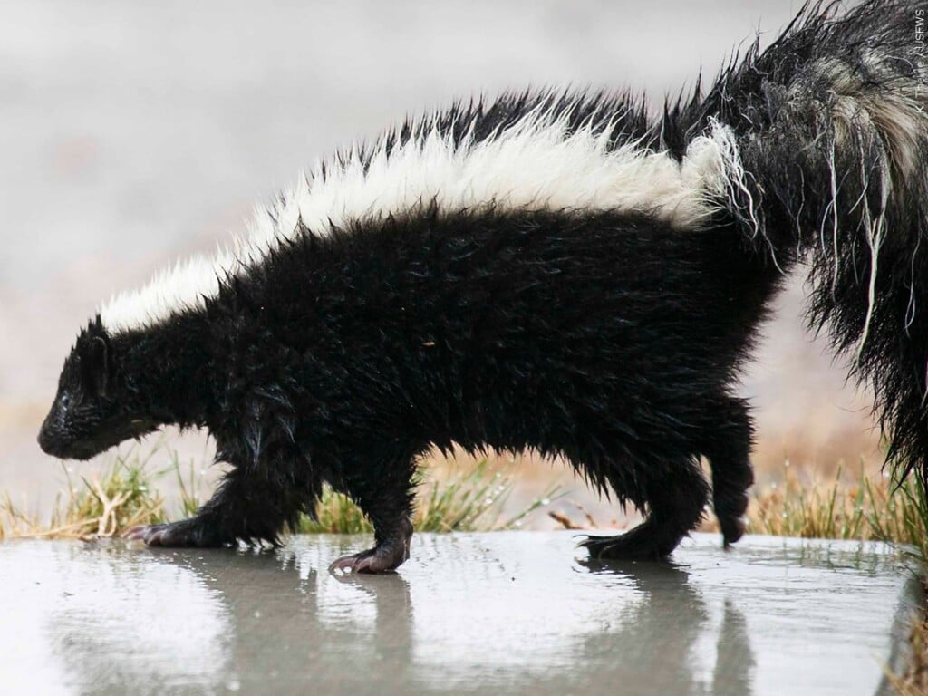 Skunk