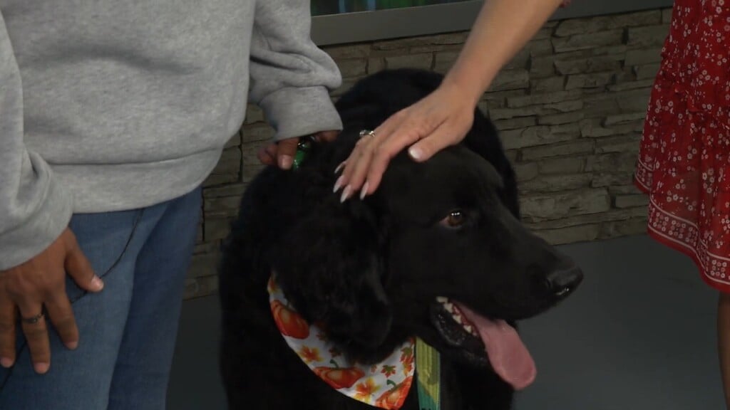 Fairy Tails' Crystal Scearce Introduces 3 Year Old Curly Lab Higgins