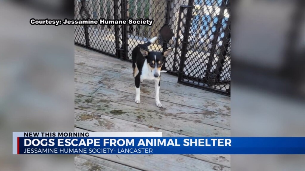 Dogs Escape From Animal Shelter
