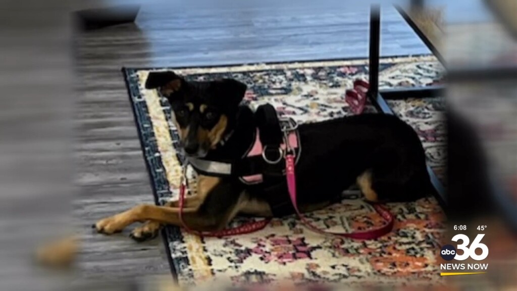Paws 4 The Cause Asking For Help Finding Missing Dog 112624