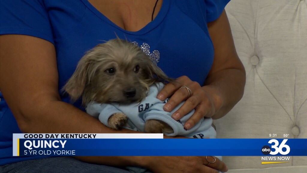 Fairy Tails' Crystal Scearce And 5 Year Old Yorkie Quincy
