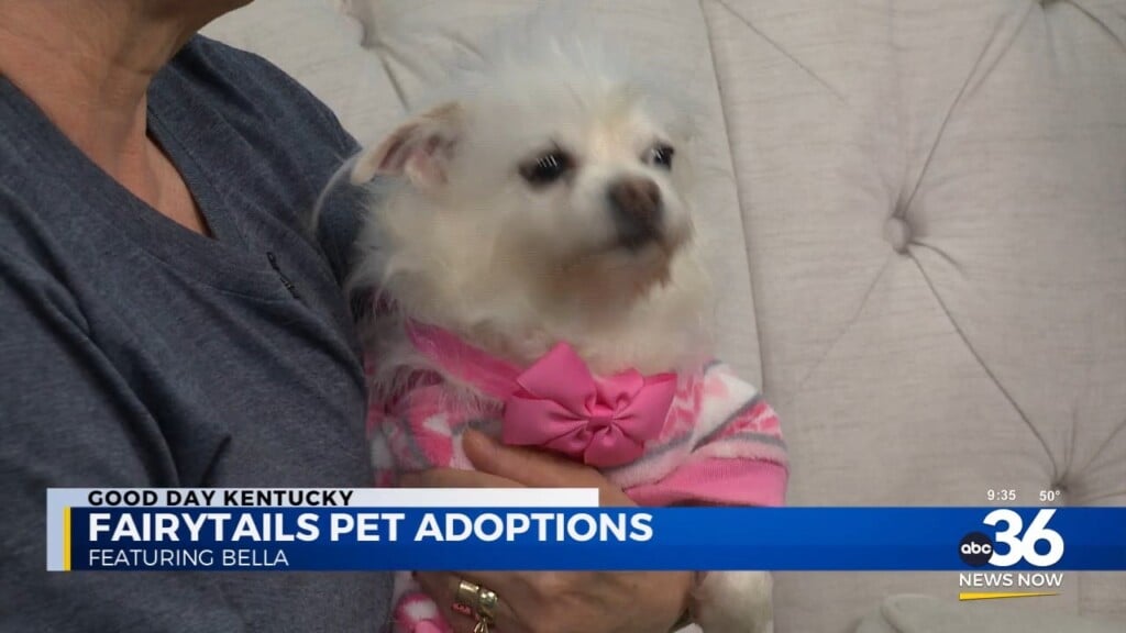 Fairy Tails Pet Adoption's Leslie Aitkin Brings Bella 5 Year Old Terrier Mix