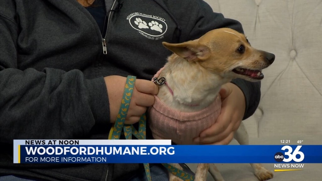 Woodford Humane's Quantrell Auto Sponsored Adoption Drive