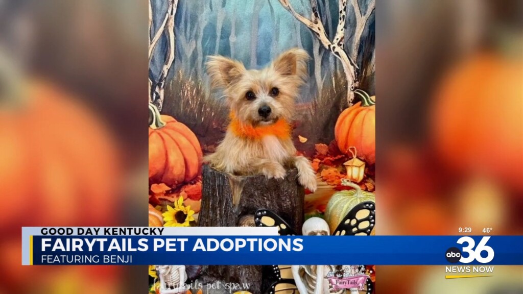 Fairytails Pet Adoptions Featuring Benji
