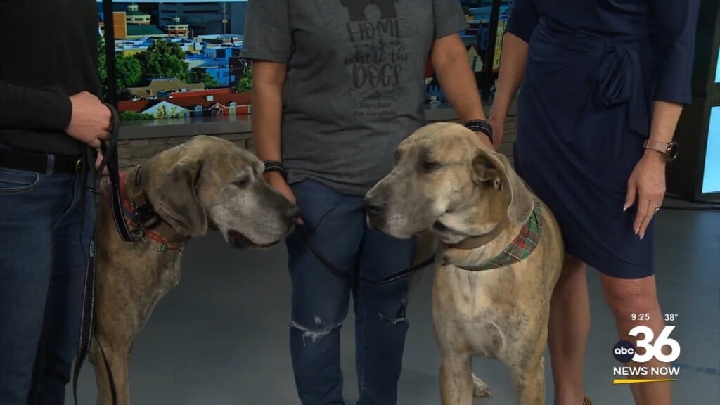 Fairy Tails Brings Great Dane Brothers Zeus And Titan