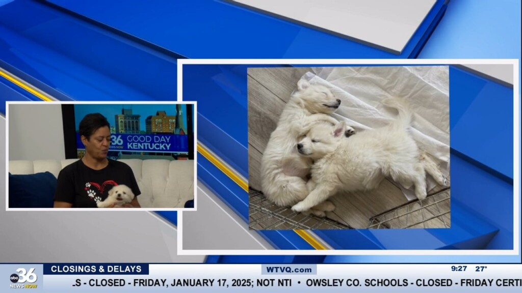 Fairy Tails Pet Adoptions Back In Studio