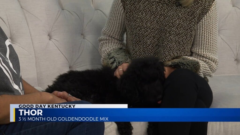 Fairy Tails Pet Adoptions' Crystal Scearce Brings Thor, 3 1/2 Month Old Goldendoodle