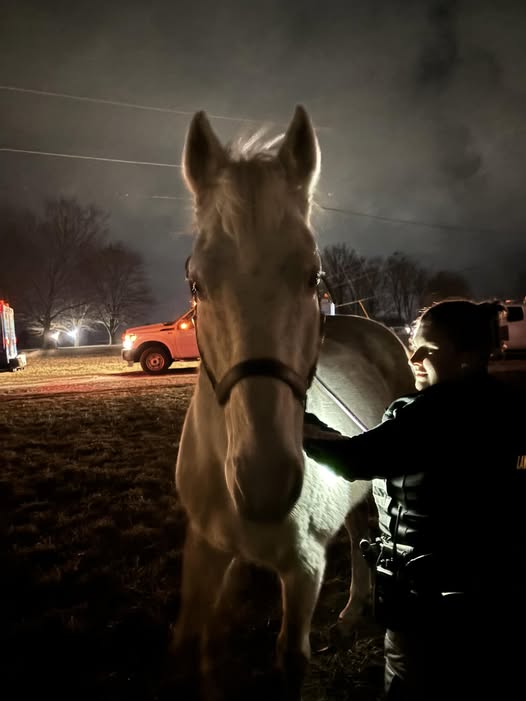 Lost Horse