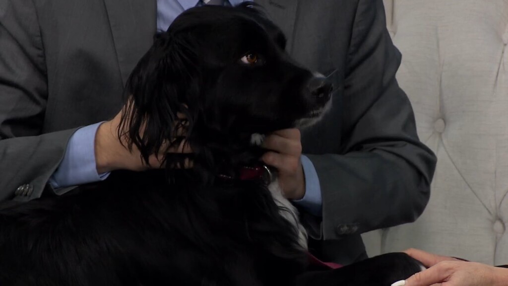 It's National Love Your Pet Day Today