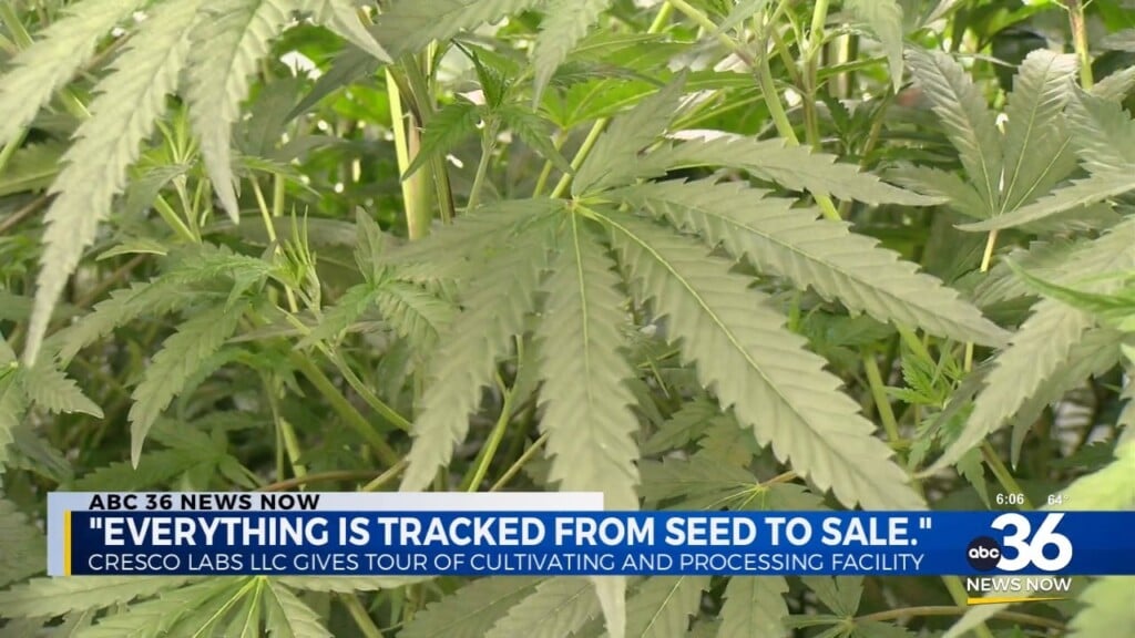 Cannabis Processing Facility Gives Tour