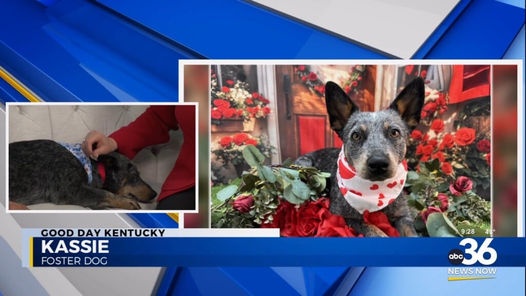 Fairy Tails' Crystal Scearce Brings Kassie 2 Year Old Blue Heeler