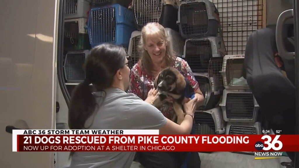 Pike County Rescued Flood Dogs Up For Adoption In Chicago