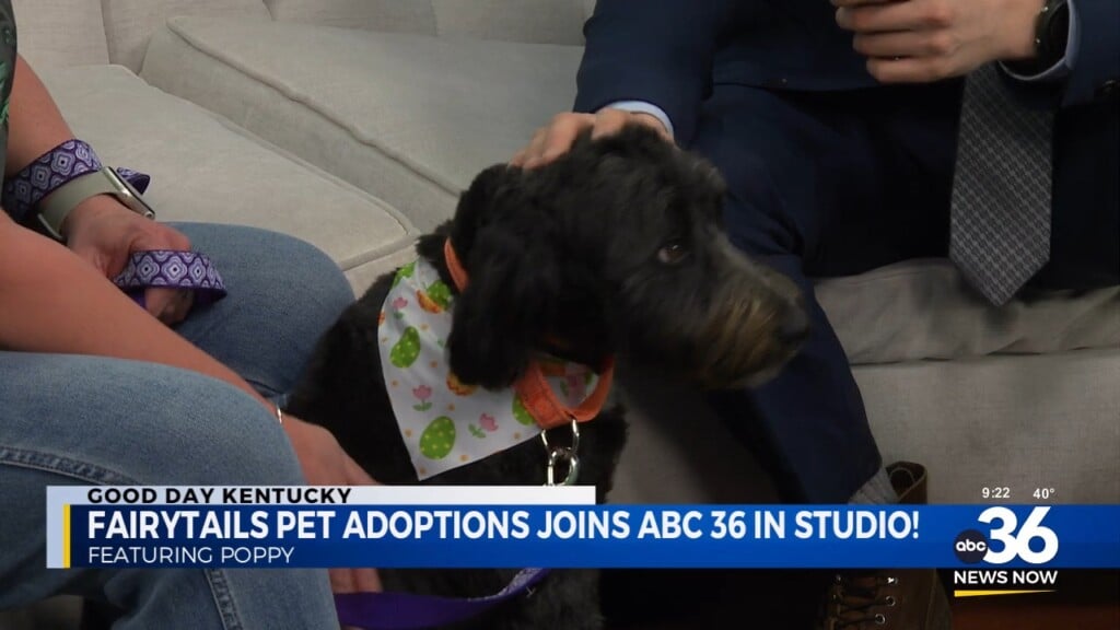 Poppy Pops In To The Studio With Fairytails Pet Adoptions Of Winchester
