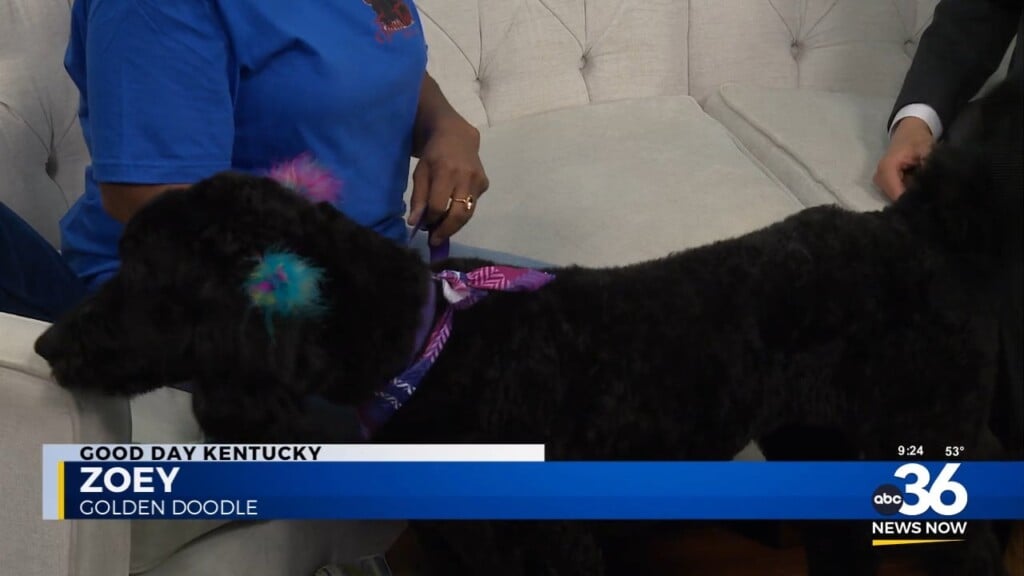 Zoey Zips On Into The Studio
