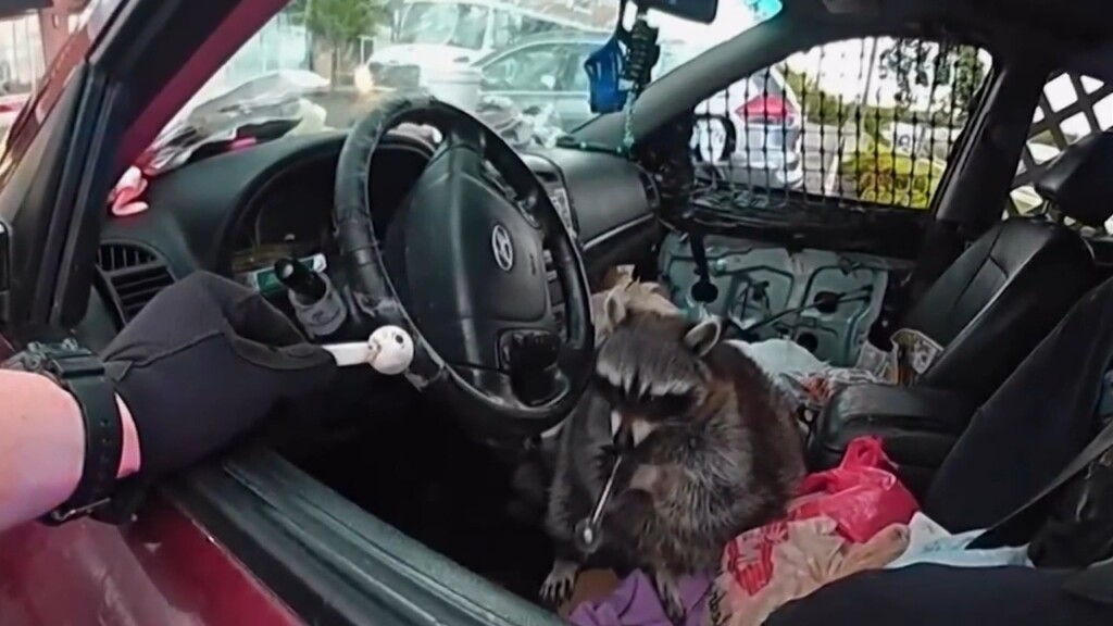 Pet Racoon Caught Red Handed With A Meth Pipe