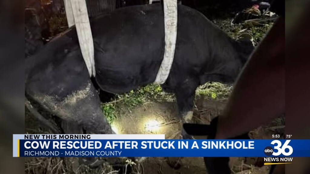 Cow Rescued From Sinkhole In Madison County