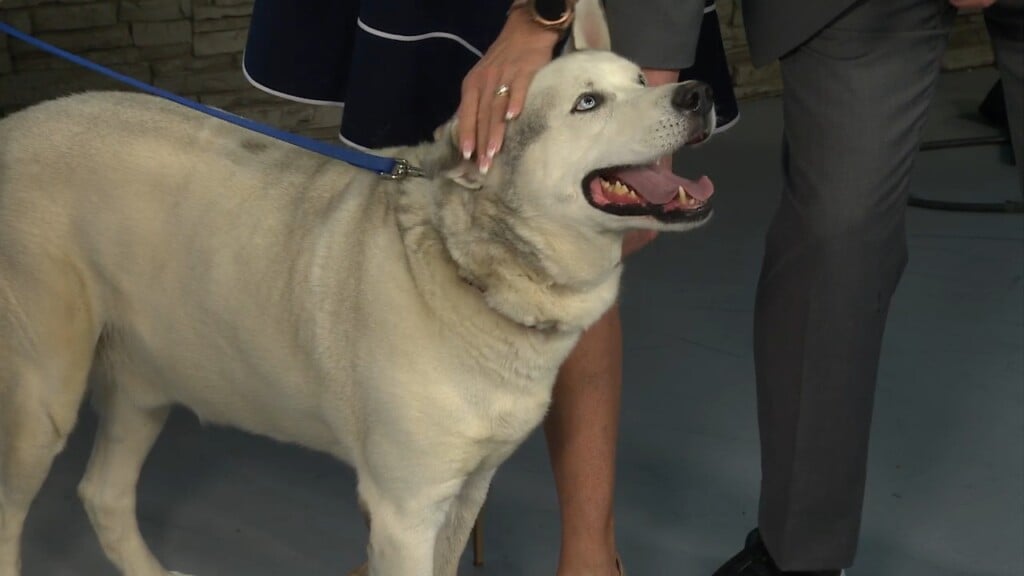 Ambassador Boba Says Woodford Humane's Summer Gala Is Coming!