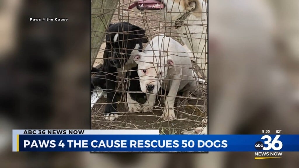 Paws 4 The Cause Rescues 50 Dogs