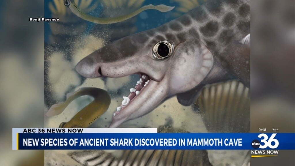 New Species Of Ancient Shark Discovered In Mammoth Cave