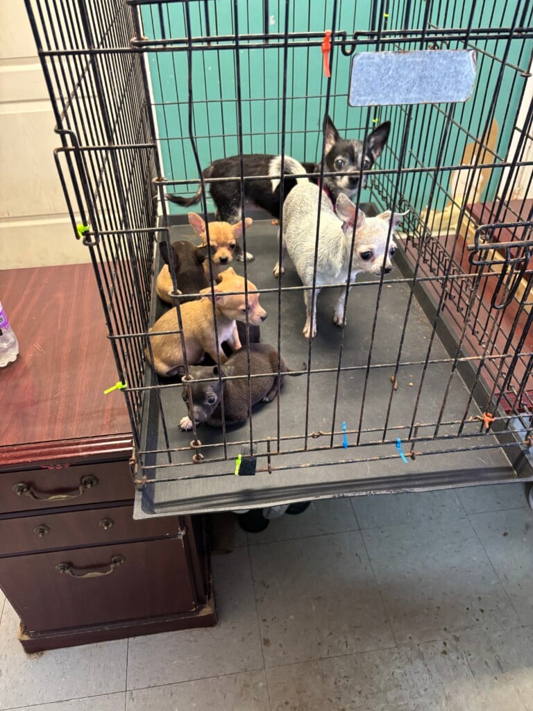 Estill County Animal Shelter 2