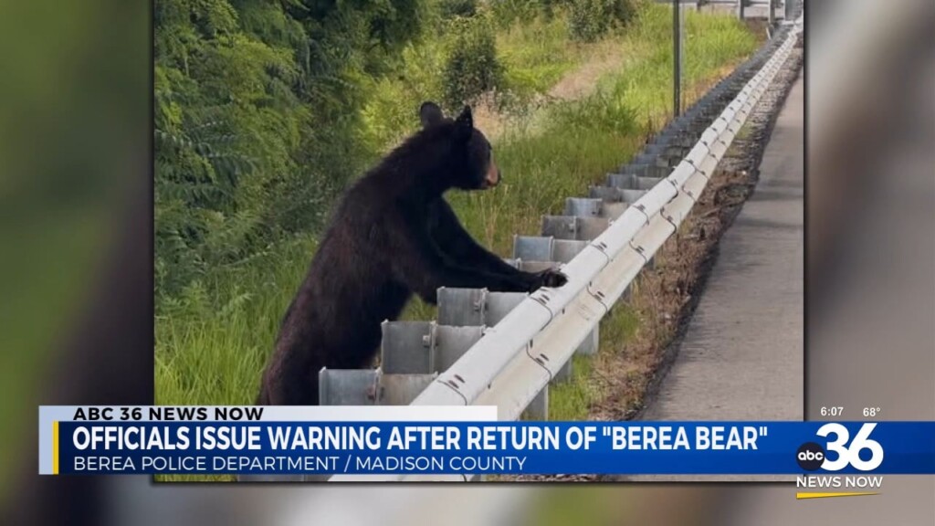 Berea Officials Issue Warning After Bear Sighting