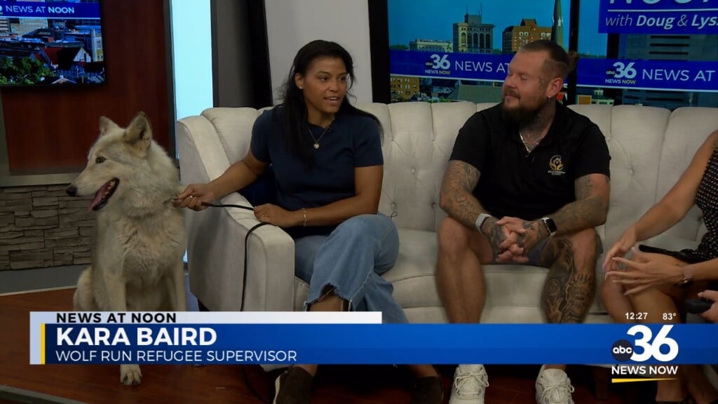 Solid Foundation Recovery Partners With Wolf Run Refuge. Shawn Tester, Kara Baird And Nayeli The Wolf Tell Us!