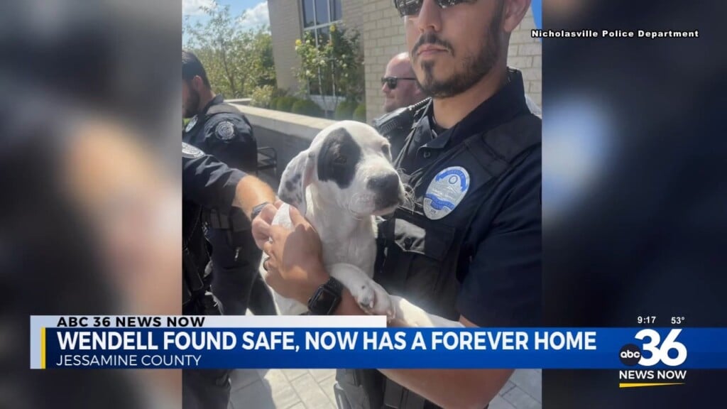 Wendell Found Safe And Now Has A Forever Home