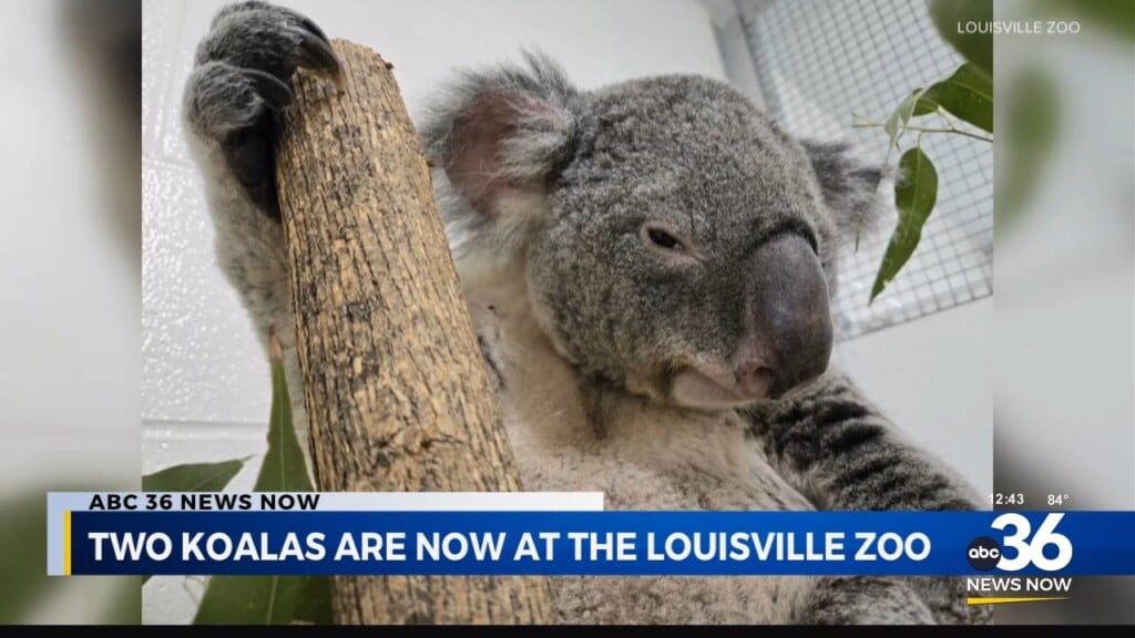 Louisville Zoo Has Two New Koalas!