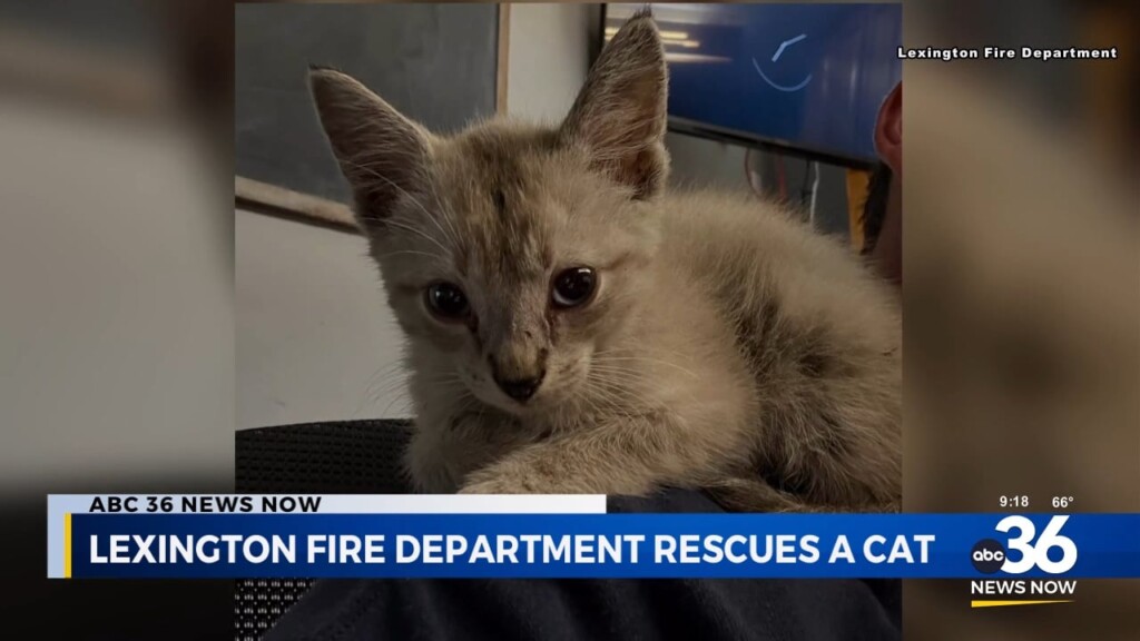 Lexington Fire Department Rescues A Cat