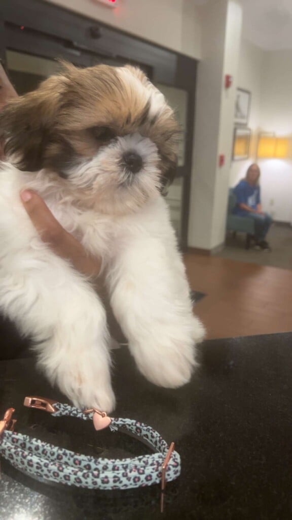 Missing Shihtzu