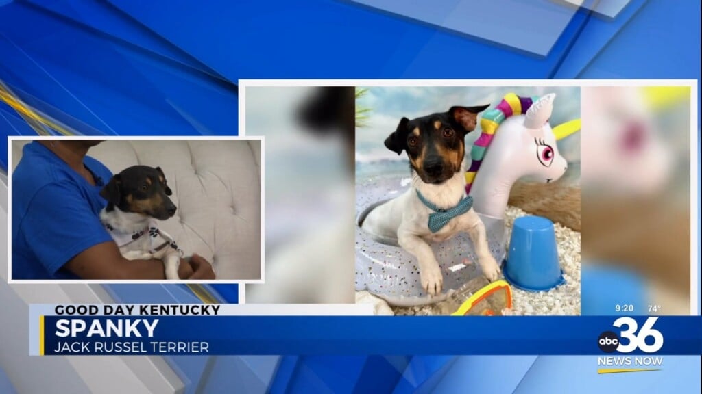 Spanky's Quest For A New Forever Home
