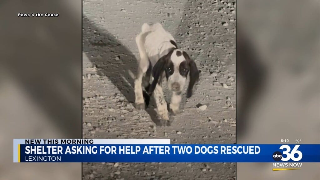 Shelter Asking For Help After Two Dogs Rescued
