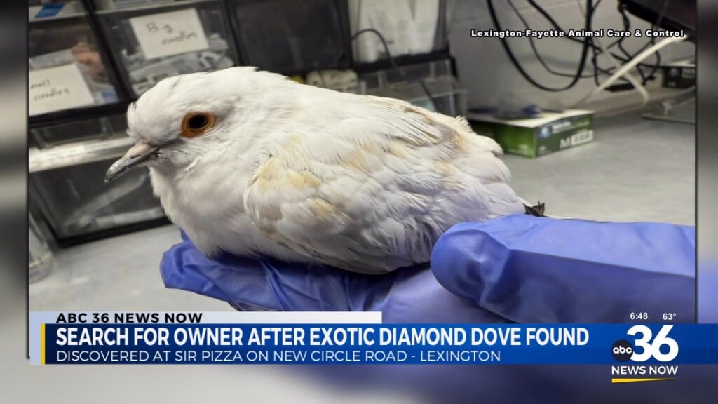 Exotic Bird Found, Authorities Search For Owner