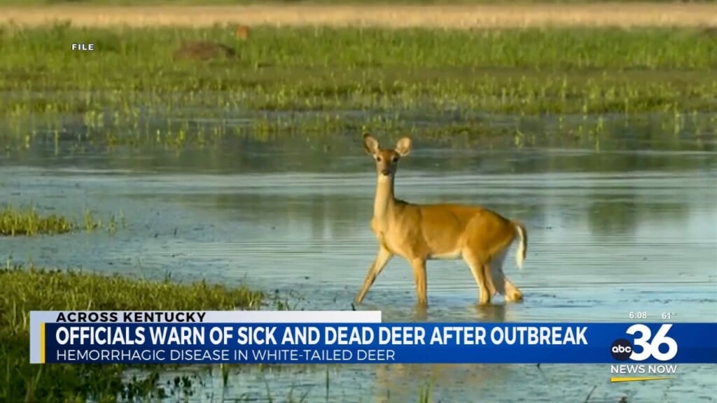 Fish And Wildlife Officials Issue Warning About Sick, Dead Deer