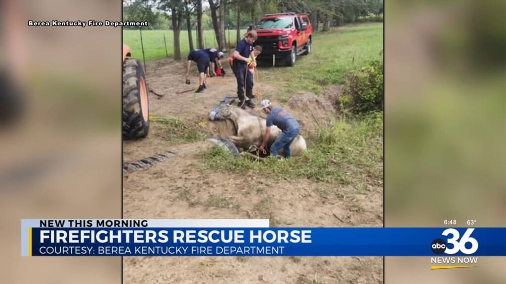 Horse Rescued From Storm Drain