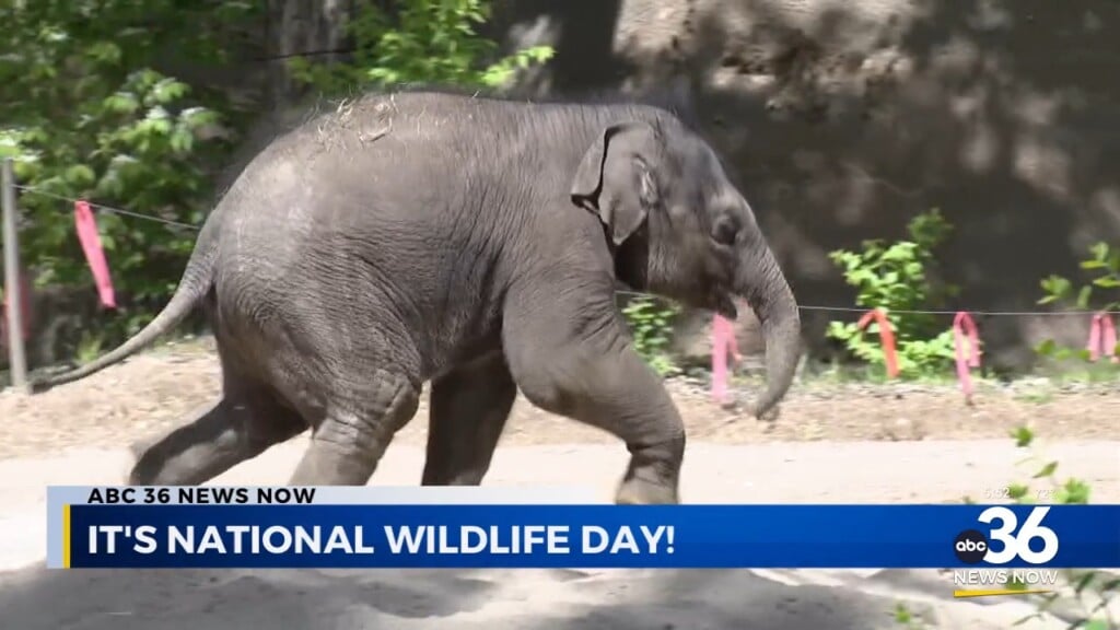 It's National Wildlife Day!