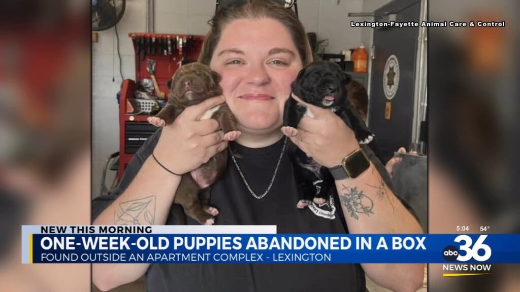 Puppies Found Abandoned Outside Apartment Complex