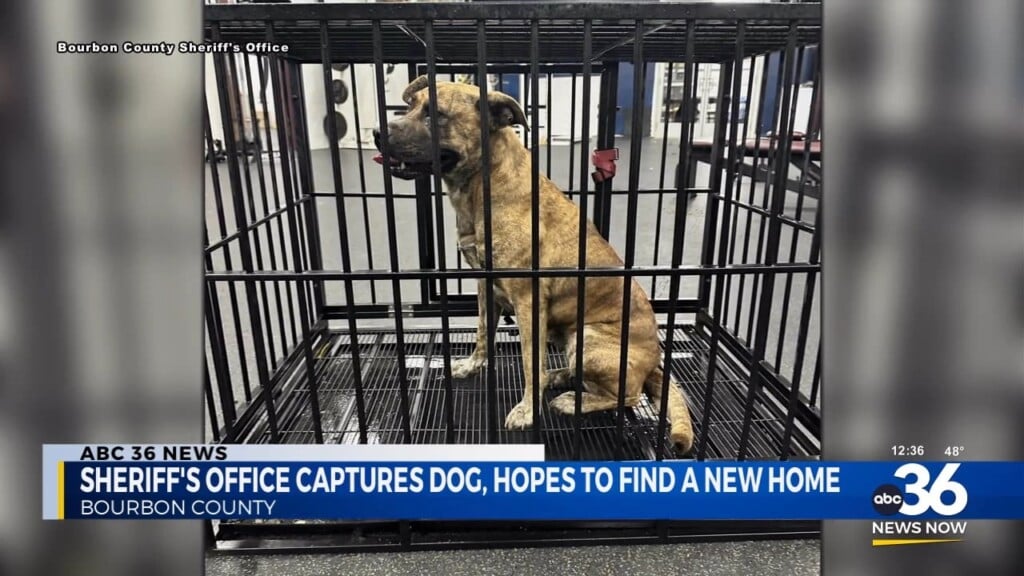 Dog Captured After Eluding Authorities For Months