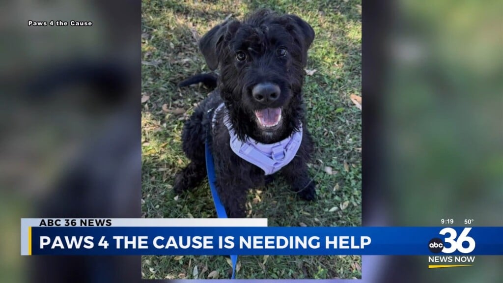 Paws 4 The Cause Is Needing Help