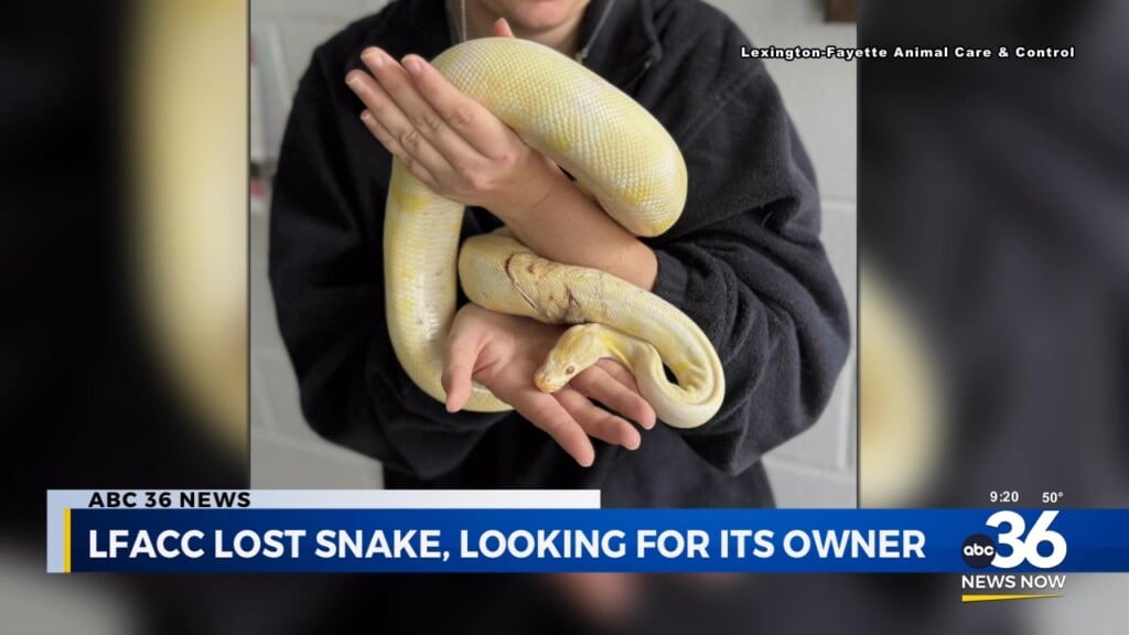 Lfacc Looking For Owner Of A Lost Snake