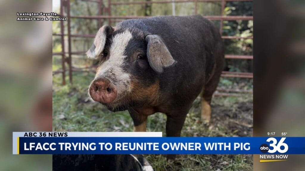 Lfacc Trying To Reunite Owner With Pig