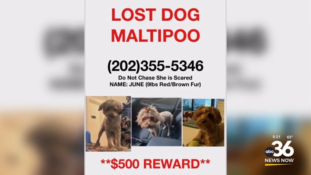 Owner Looking For Their Missing Dog, June