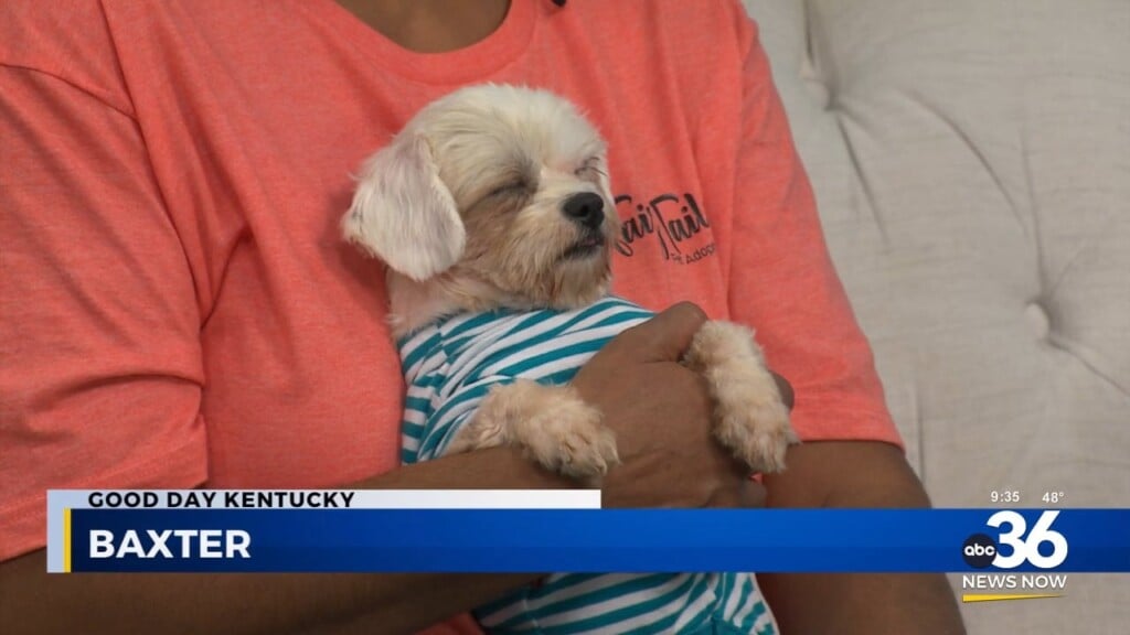 Fairy Tails Brings "chill" Maltese Pup "baxter"