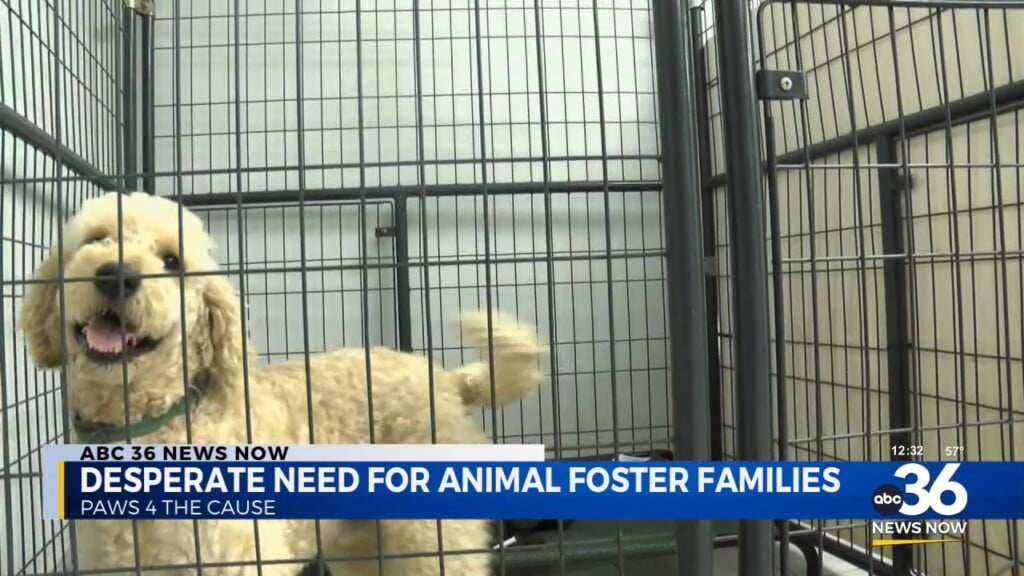 Desperate Need For Animal Foster Families