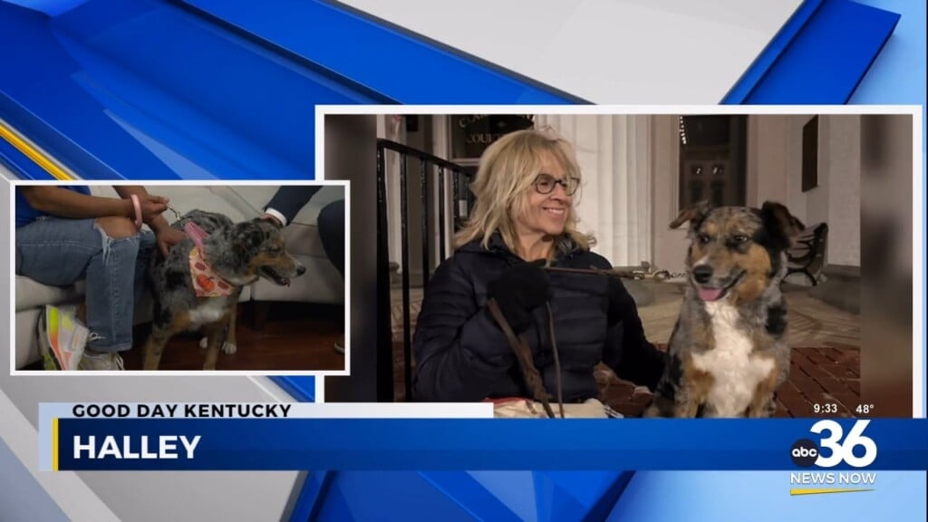 Halley's Home For The Holidays