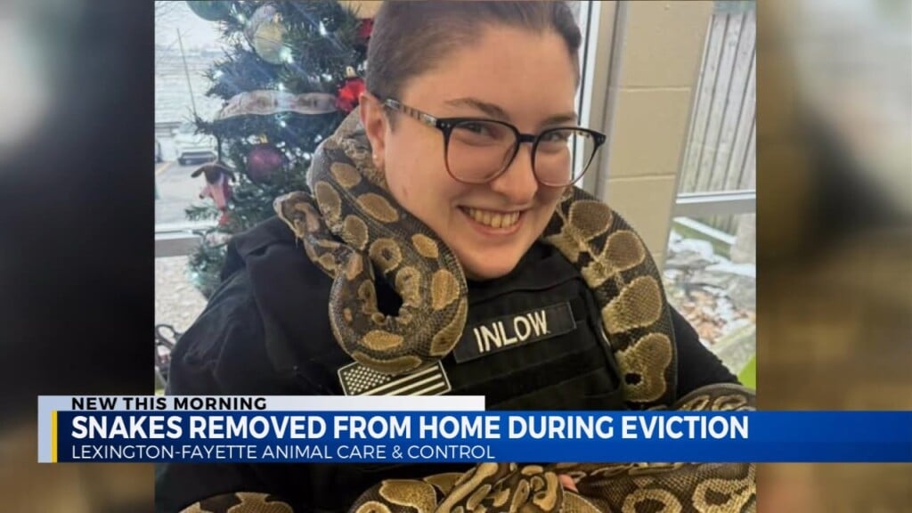 Snakes Up For Adoption Soon!