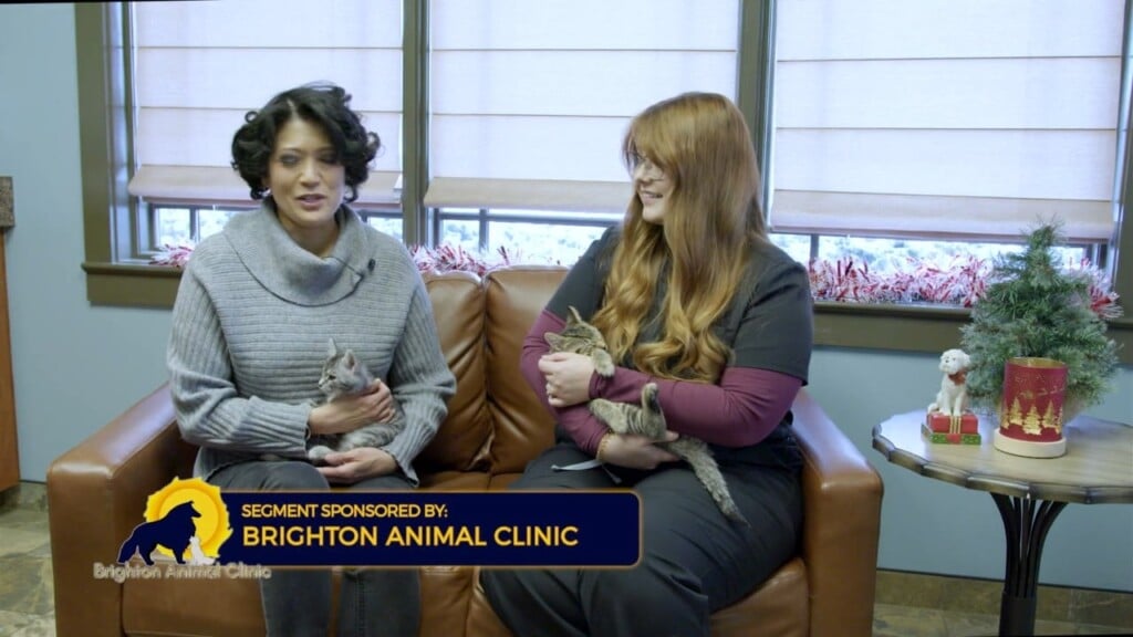 Ask The Expert: Brighton Animal Clinic Christmas