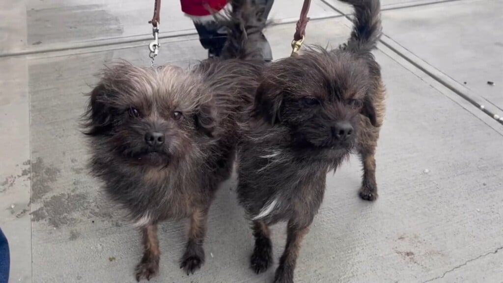 Traveling With Teri: Fairy Tails Winchester Scavenger Hunt And Christmas Events